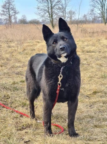 onyx-cudowny-psiak-w-typie-owczarka-szuka-domu-49175-sprzedam.jpg