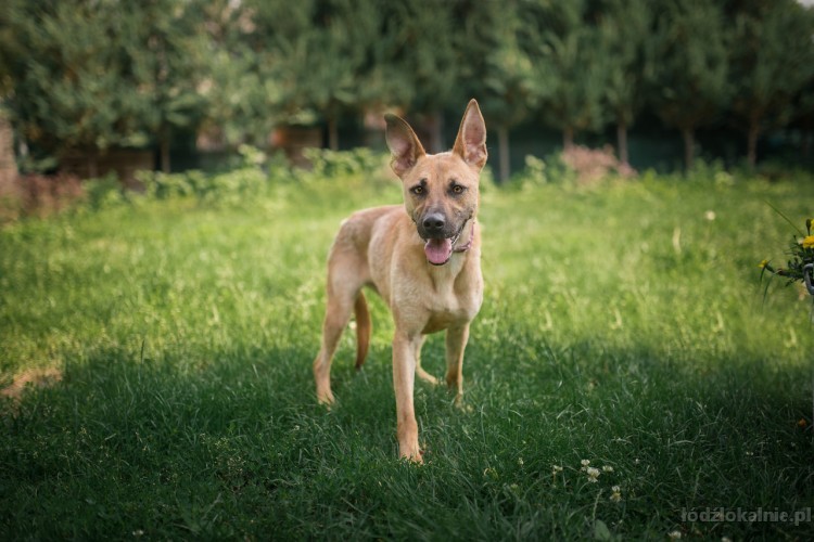 lila-mlodziutka-delikatna-sunia-w-typie-owczarka-adopcja-49309-lodz-do-sprzedania.jpg