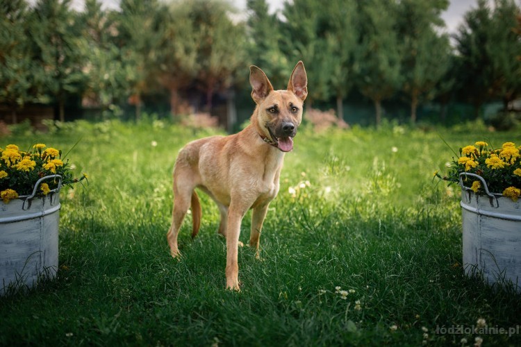 lila-mlodziutka-delikatna-sunia-w-typie-owczarka-adopcja-49309-lodz-foto.jpg