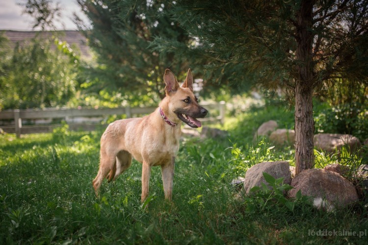 lila-mlodziutka-delikatna-sunia-w-typie-owczarka-adopcja-49309-psy.jpg