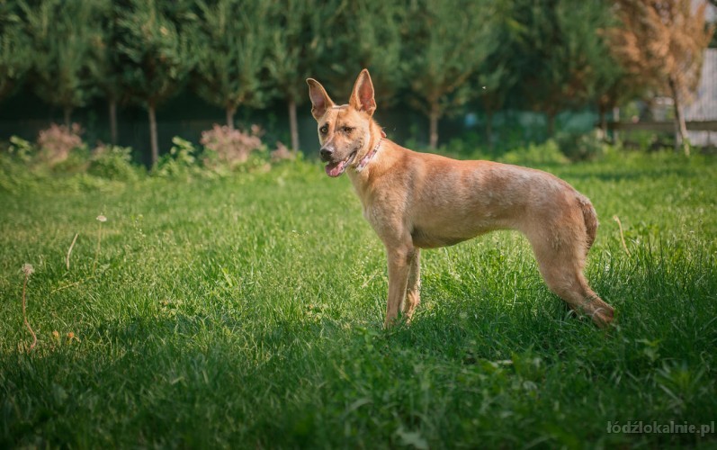 lila-mlodziutka-delikatna-sunia-w-typie-owczarka-adopcja-49309-sprzedam.jpg