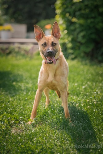 lila-mlodziutka-delikatna-sunia-w-typie-owczarka-adopcja-49309-zdjecia.jpg