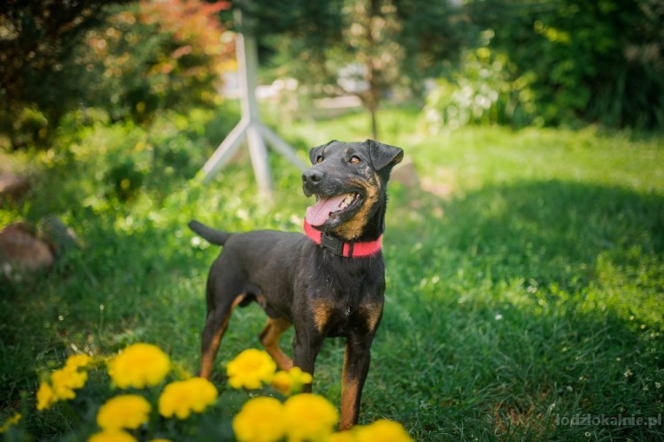 fado-energiczny-terrier-szuka-aktywnego-domu-49342-lodz-do-sprzedania.jpg
