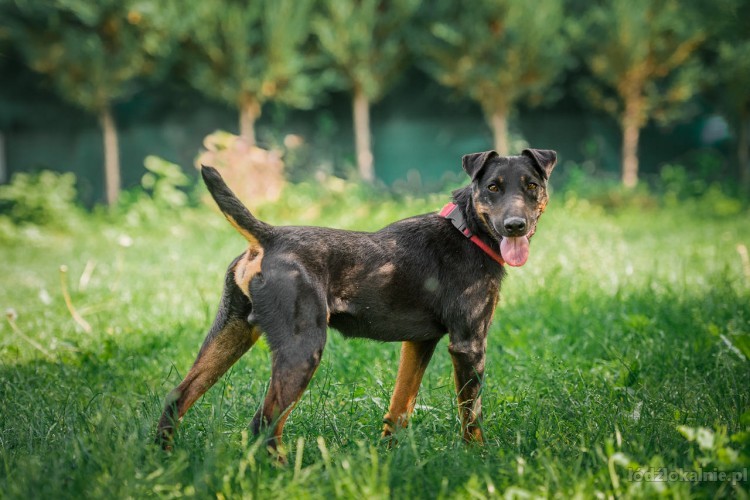 fado-energiczny-terrier-szuka-aktywnego-domu-49342-lodz-foto.jpg