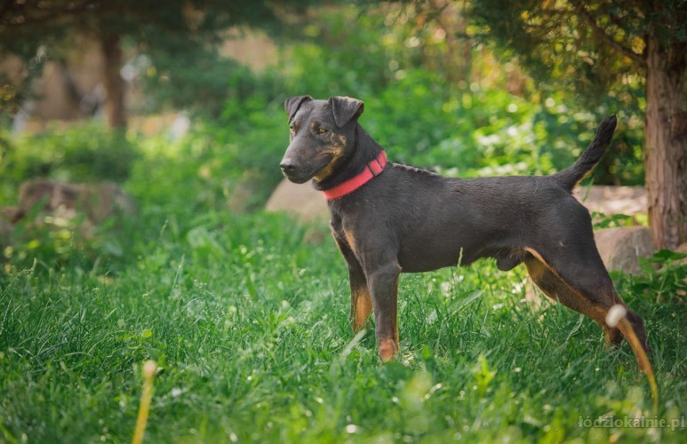 fado-energiczny-terrier-szuka-aktywnego-domu-49342-lodz.jpg