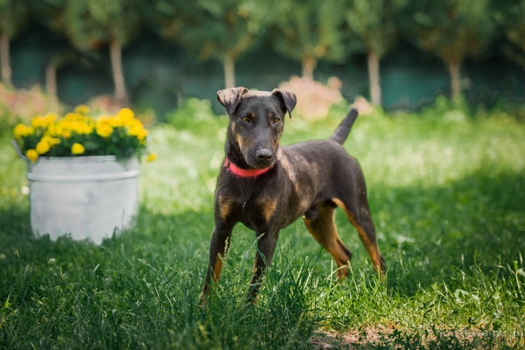 fado-energiczny-terrier-szuka-aktywnego-domu-49342-psy.jpg