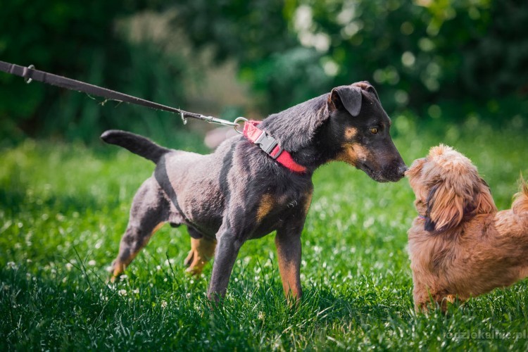 fado-energiczny-terrier-szuka-aktywnego-domu-49342-sprzedam.jpg