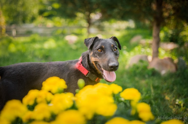 fado-energiczny-terrier-szuka-aktywnego-domu-49342-zdjecia.jpg
