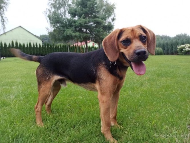 bigi-wesoly-skory-do-zabaw-i-mlodziutki-beagle-mix-49456-psy.jpg