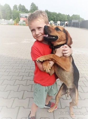 bigi-wesoly-skory-do-zabaw-i-mlodziutki-beagle-mix-49456-sprzedam.jpg