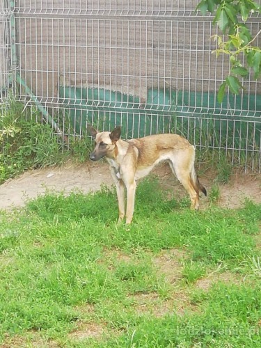 cud-malina-sunia-w-typie-malinois-szuka-domu-49831-lodz-foto.jpg