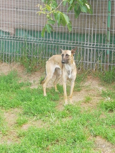 cud-malina-sunia-w-typie-malinois-szuka-domu-49831-lodz-na-sprzedaz.jpg