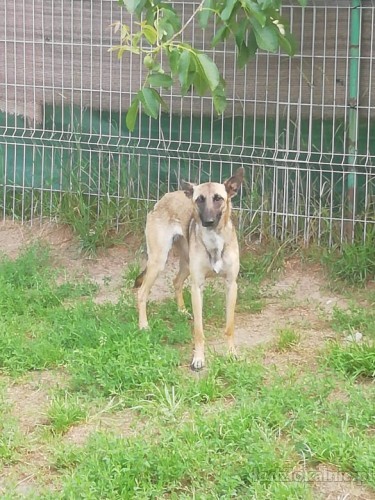 cud-malina-sunia-w-typie-malinois-szuka-domu-49831-lodz.jpg