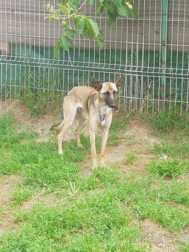 cud-malina-sunia-w-typie-malinois-szuka-domu-49831-psy.jpg