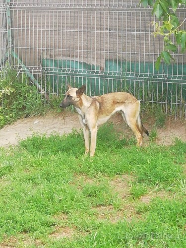 cud-malina-sunia-w-typie-malinois-szuka-domu-49831-sprzedam.jpg
