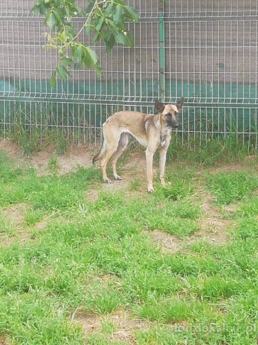 cud-malina-sunia-w-typie-malinois-szuka-domu-49831-zdjecia.jpg