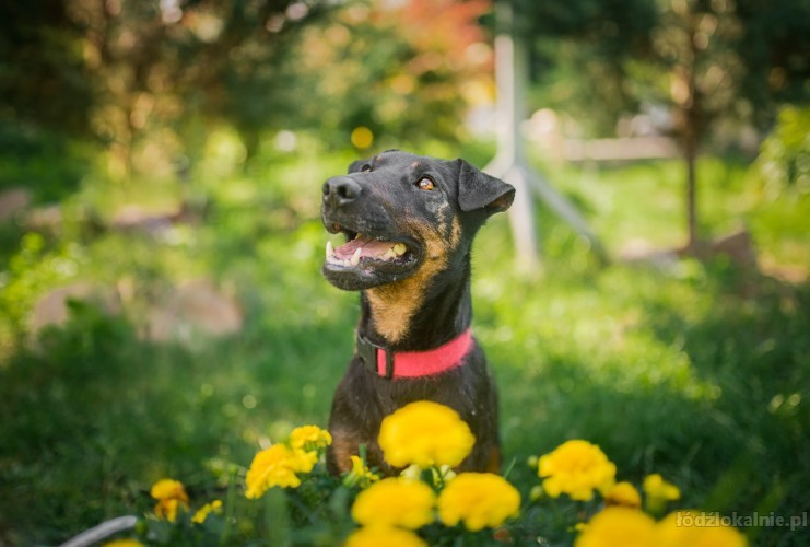 fado-mlody-pelen-energii-wesoly-terrier-do-adopcji-50142-lodz.jpg