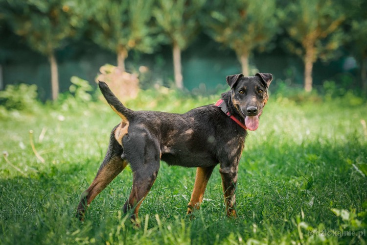 fado-mlody-pelen-energii-wesoly-terrier-do-adopcji-50142-sprzedam.jpg