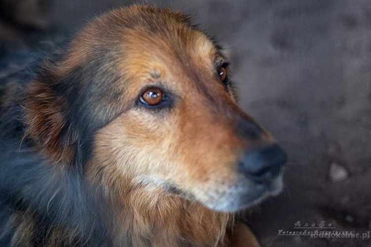 lukrecja-wesola-grzeczna-sunia-do-adopcji-50397-zdjecia.jpg