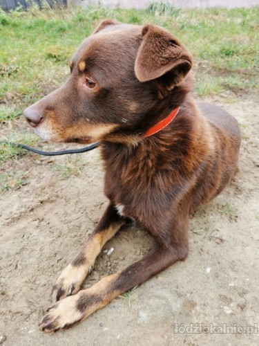 czekoladowe-cudo-przyjazny-choco-szuka-domu-50793-psy.jpg