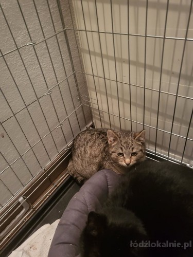 5-miesieczne-koteczki-do-adopcji-51066-zdjecia.jpg