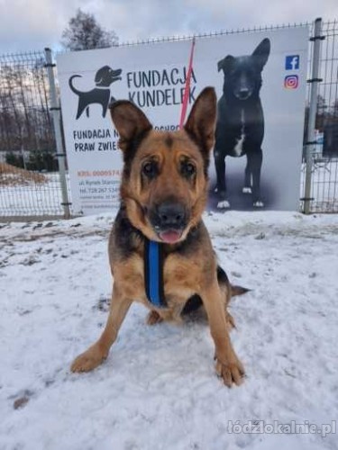 delicja-piekna-wesola-dama-do-adopcji-51412-lodz.jpg