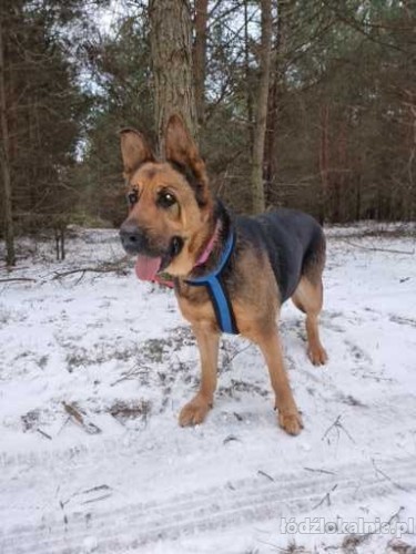delicja-piekna-wesola-dama-do-adopcji-51412-sprzedam.jpg