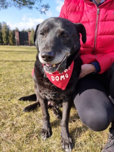 belmondo-wesoly-niezwykle-przyjazny-psiak-do-adopcji-51846-lodz.jpg
