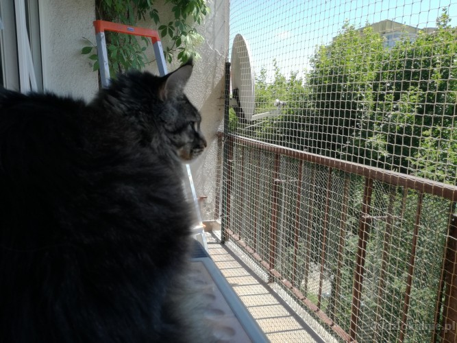 kocia siatka na balkon, zabezpieczenie kota na balkonie