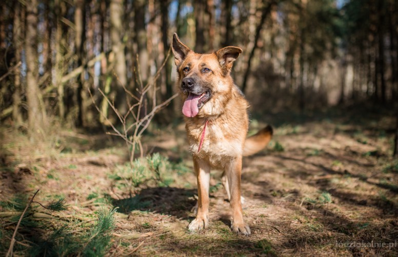 cudna-przyjazna-suczka-w-typie-owczarka-do-adopcji-52053-lodz-foto.jpg