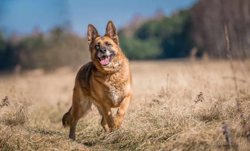 piekna-spokojna-suka-owczarka-do-adopcji-52088-lodz-foto.jpg