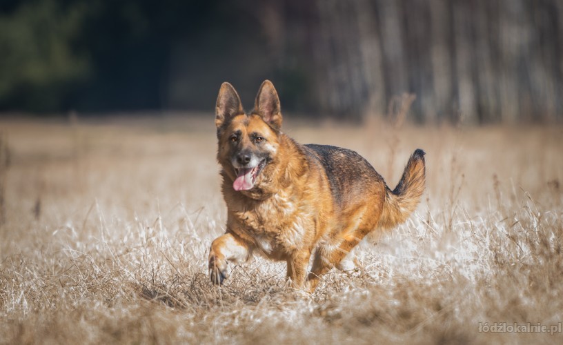 piekna-spokojna-suka-owczarka-do-adopcji-52088-psy.jpg