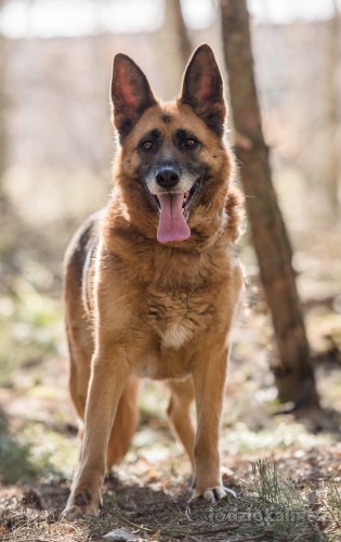 piekna-spokojna-suka-owczarka-do-adopcji-52088-sprzedam.jpg