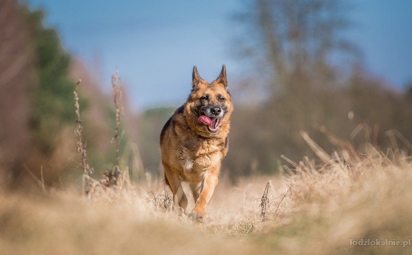 piekna-spokojna-suka-owczarka-do-adopcji-52088-zdjecia.jpg