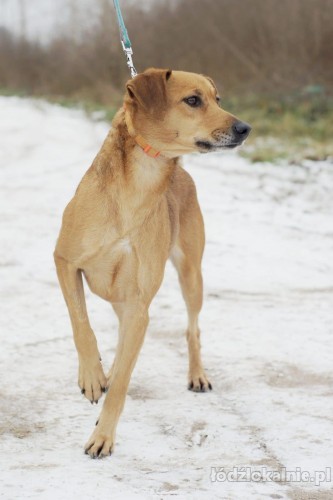 pipi-przyjazna-i-grzeczna-niekonfliktowa-sunia-52174-sprzedam.jpg