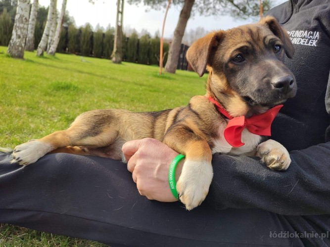 kajmak-i-cukierek-6-miesieczni-chlopcy-do-adopcji-52283-lodz.jpg