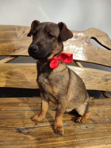 kajmak-i-cukierek-6-miesieczni-chlopcy-do-adopcji-52283-psy.jpg