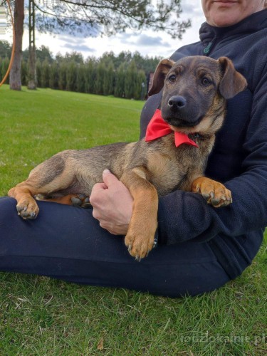 kajmak-i-cukierek-6-miesieczni-chlopcy-do-adopcji-52283-sprzedam.jpg