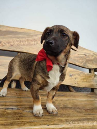 kajmak-i-cukierek-6-miesieczni-chlopcy-do-adopcji-52283-zdjecia.jpg