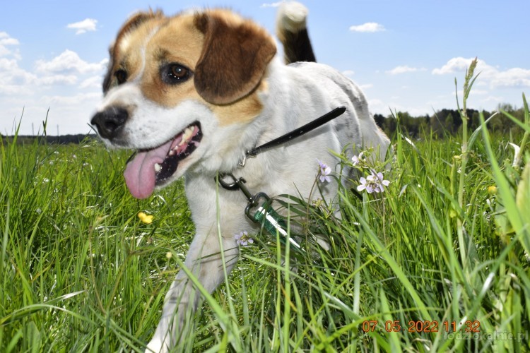 beni-wesoly-i-pelen-energii-beagle-mix-52358-lodz-do-sprzedania.jpg