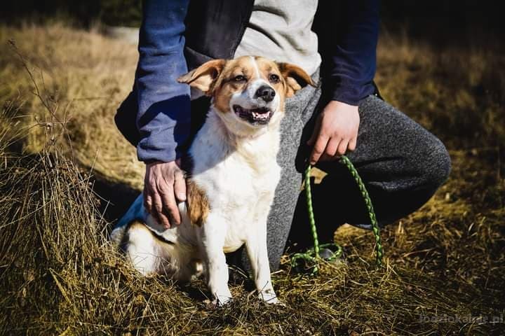 beni-wesoly-i-pelen-energii-beagle-mix-52358-lodz-foto.jpg