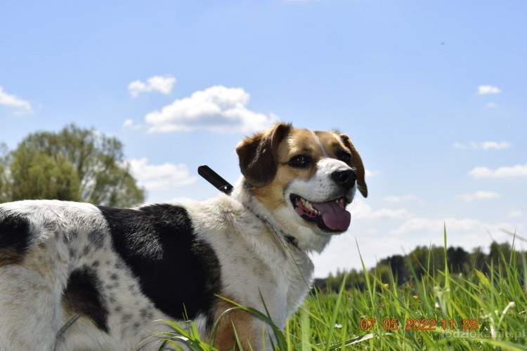 beni-wesoly-i-pelen-energii-beagle-mix-52358-lodz-na-sprzedaz.jpg