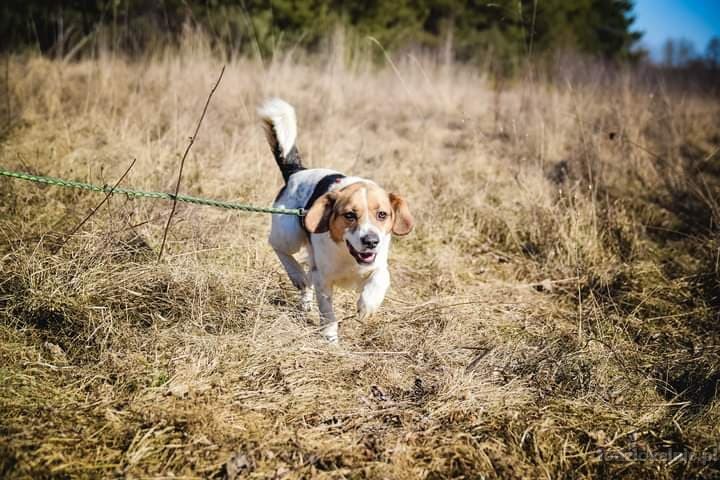 beni-wesoly-i-pelen-energii-beagle-mix-52358-lodz.jpg