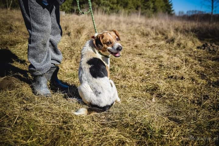 beni-wesoly-i-pelen-energii-beagle-mix-52358-psy.jpg