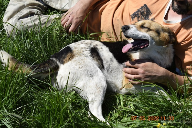 beni-wesoly-i-pelen-energii-beagle-mix-52358-sprzedam.jpg