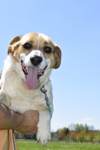 beni-wesoly-i-pelen-energii-beagle-mix-52358-zdjecia.jpg
