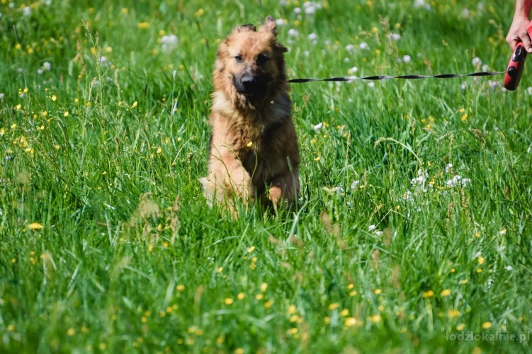 saba-piekna-mloda-suka-owczarka-do-adopcji-52408-lodz-foto.jpg