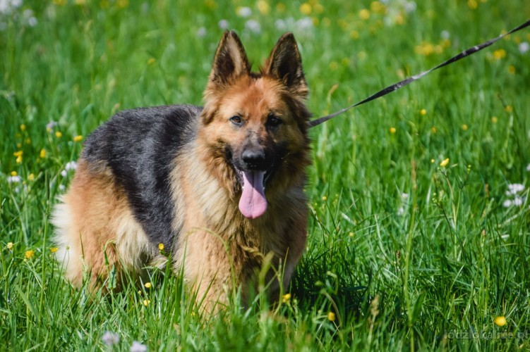 saba-piekna-mloda-suka-owczarka-do-adopcji-52408-lodz.jpg