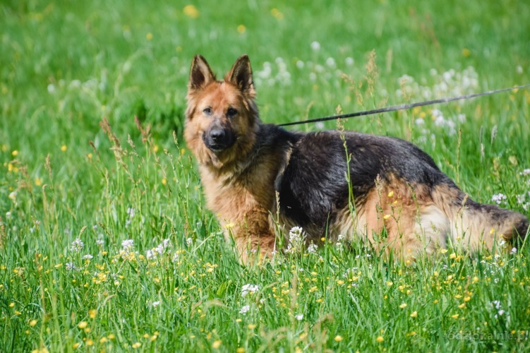 saba-piekna-mloda-suka-owczarka-do-adopcji-52408-psy.jpg