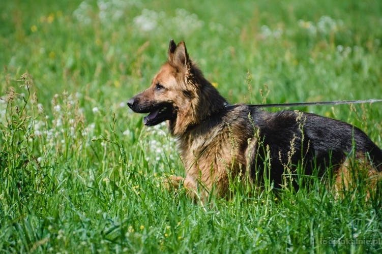 saba-piekna-mloda-suka-owczarka-do-adopcji-52408-sprzedam.jpg